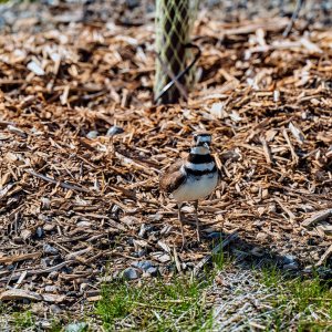 killdeer-0001web.jpg
