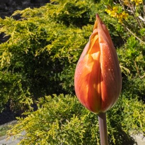Tulip20250408-2.jpg