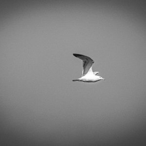 herring-gull-0001.jpg