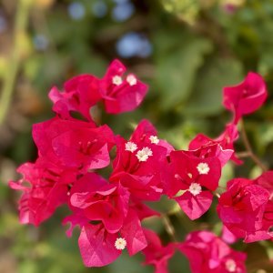 IMG_0302.jpeg
