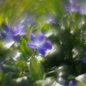 Swirly Periwinkle 01.JPG