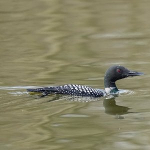common-loon-0007-small.jpg