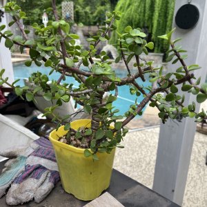 IMG_0527.jpeg