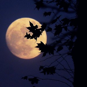 PC120012 moon behind sycamore x crop.jpg