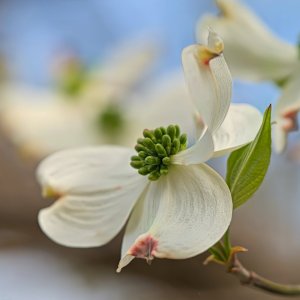 Dogwood Blossoms.jpeg