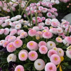 POTD April - 1_a 2.jpeg