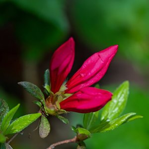 First Azaleas Starting to Bloom.jpeg