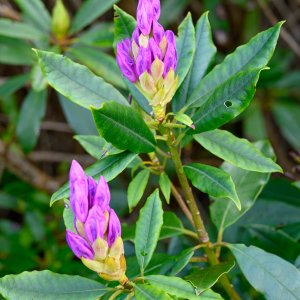 Rhododendron20220510.jpg