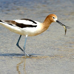 0-am-avocet.jpg