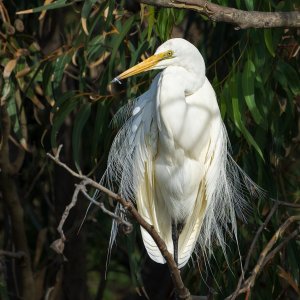 _7RV4811_Great_Egret_2.jpg