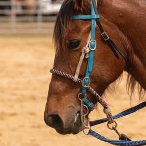 West Volusia Saddle Club - 2500px-1.jpg