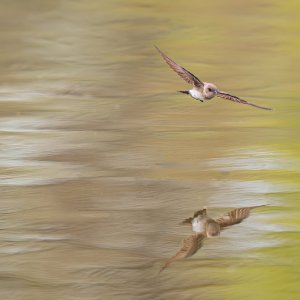 Northern Rough-winged Swallow.jpg