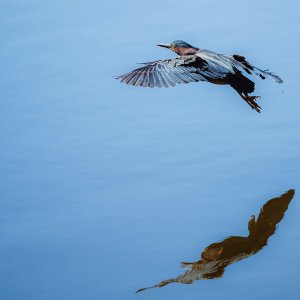 Green Heron-13.jpg