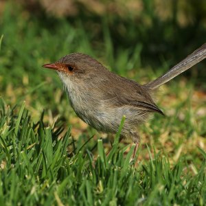 _7RV4816_Superb_Fairywren_Female.jpg