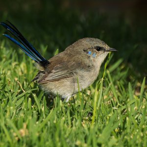 _7RV4854_Superb_Fairywren_Male.jpg