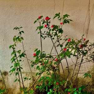 IMG_3815.jpeg