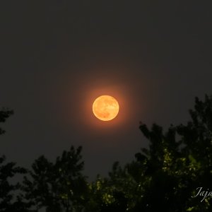 IMG_4676.JPG