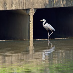 Alfred Posing in the Culvert.jpeg