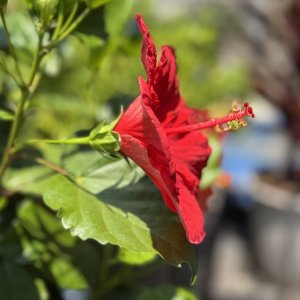 IMG_7993.jpeg