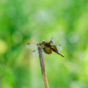 DSCF9287 1.jpg