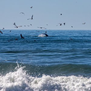 IMG_8952.jpg