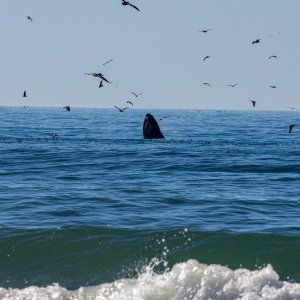 IMG_8945.jpg