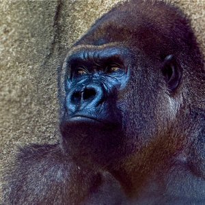 Gorilla.jpeg