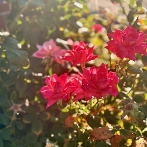 roses1 - 1.jpeg