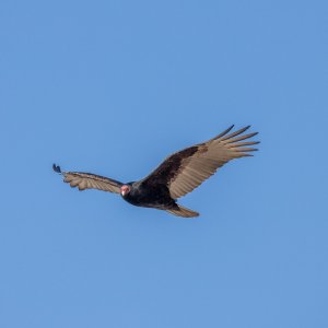 IMG_9312.jpg