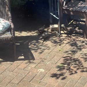 IMG_3151.jpeg