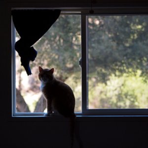 kitty boy in window x 2.20.25.jpg