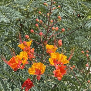 IMG_8625.jpeg