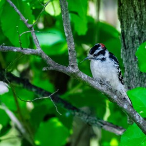 Downy Woodpecker-6.jpg