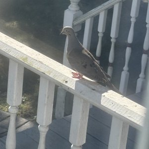 IMG_0591.jpeg
