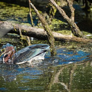 Green-Heron-006.jpg