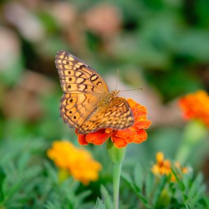 DSCF9760.jpg