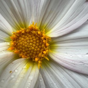 IMG_0820.jpeg