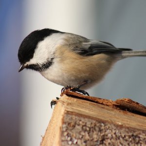 chickadee closeup.JPG