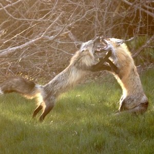foxes playing.JPG