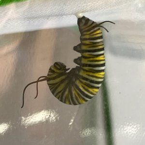 monarch_pre-pupation.jpg