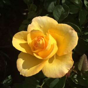 IMG_8583.jpeg