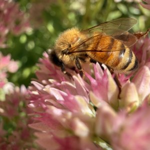 IMG_7809.jpeg