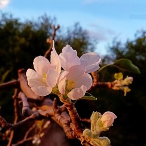 IMG_20250918_182614 cropx.jpg