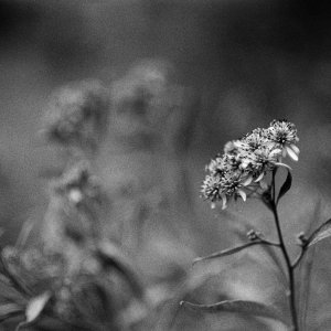 Roll _11_F100_2025_Image_02-positive.jpg