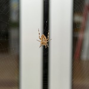 IMG_1944.jpeg