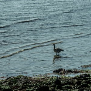 Oyster Point-250627-1.jpg