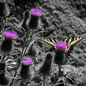 butterfly thistle sx40 7.2.22xbwpop2.jpg