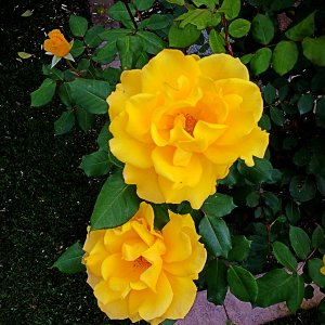 IMG_20250425_163102 xv2.jpg