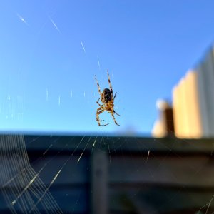 IMG_0379.jpeg