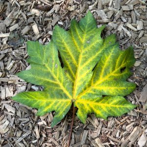 IMG_0406.jpeg